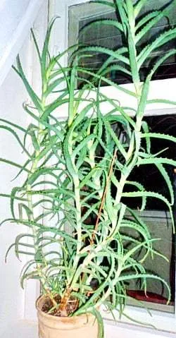suc de aloe la domiciliu