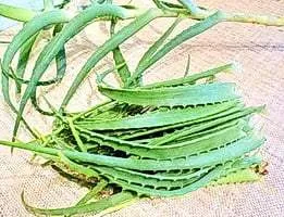 suc de aloe la domiciliu