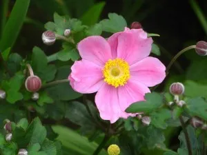 Ce a planta Anemone Ce a planta Anemone