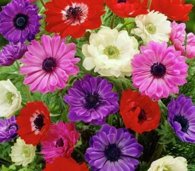 Ce a planta Anemone