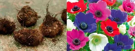 Ce a planta Anemone