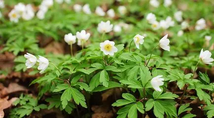 Ce a planta Anemone Ce a planta Anemone