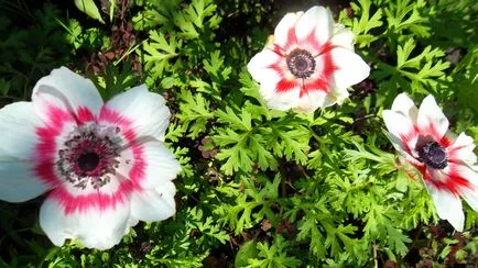 Ce a planta Anemone Ce a planta Anemone