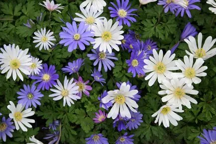 Ce a planta Anemone