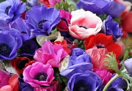 Ce a planta Anemone