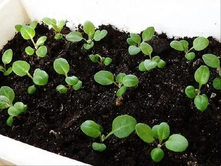 Ce a planta Anemone Ce a planta Anemone