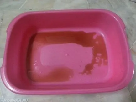 Analiza urină de pisică