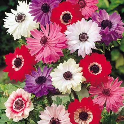 Ce a planta Anemone
