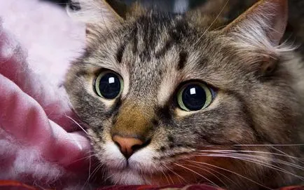 Cat mi-a scris