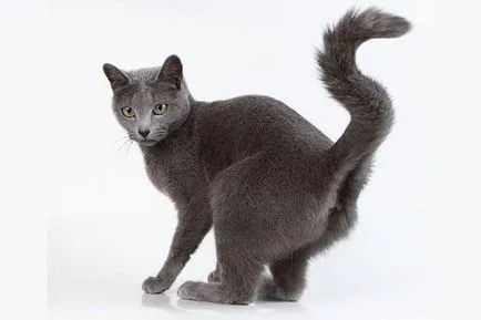 Cat mi-a scris