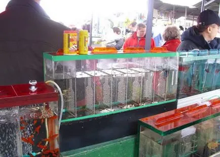 Cum să rasa de pește