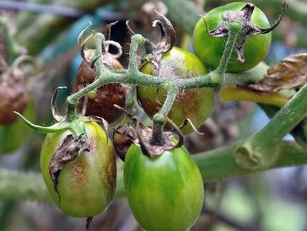 rotten Tomatoes