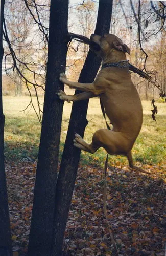 câine de câine de luptă câine de câine de luptă