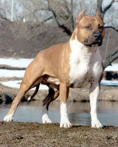câine de câine de luptă câine de câine de luptă