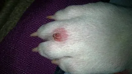 Câinele meu pe cap Câinele meu pe cap