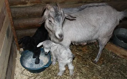 Alimentarea și ca o capră Alimentarea și ca o capră