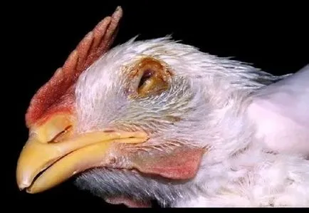 pui de respirație șuierătoare