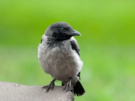 Ce să se hrănească corbilor tineri
