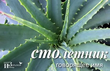 Ceea ce face Aloe