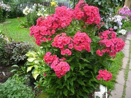 Ce a planta un Phlox