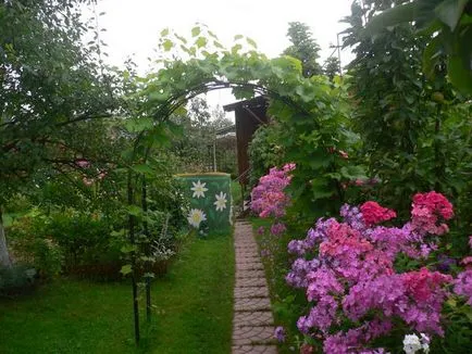 Ce a planta un Phlox