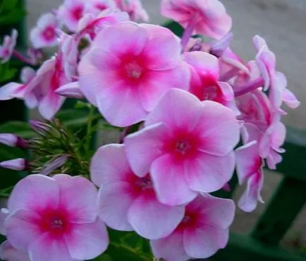 Ce a planta un Phlox