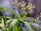 Cum să crească semințe de Phlox Cum să crească semințe de Phlox