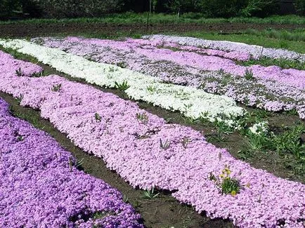 Cum să crească semințe de Phlox Cum să crească semințe de Phlox