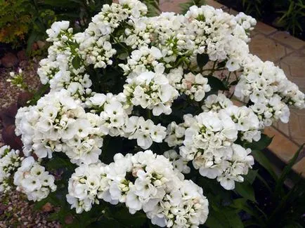 Cum să crească semințe de Phlox Cum să crească semințe de Phlox