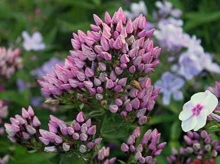 Cum să crească semințe de Phlox Cum să crească semințe de Phlox