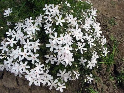 Cum să crească semințe de Phlox Cum să crească semințe de Phlox