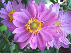 Ce a planta Anemone Ce a planta Anemone