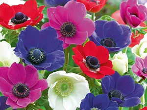 Ce a planta Anemone Ce a planta Anemone