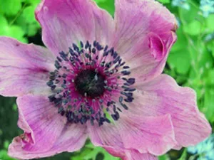 Ce a planta Anemone Ce a planta Anemone