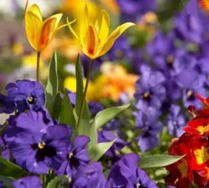 Cum de a face paturi de flori cu propriile lor mâini Cum de a face paturi de flori cu propriile lor mâini
