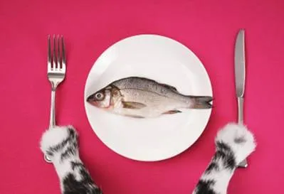 Dieta pentru pisica Dieta pentru pisica