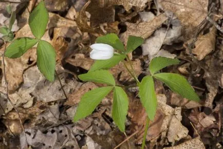 Ce a planta Anemone