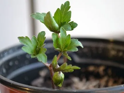 Ce a planta Anemone Ce a planta Anemone