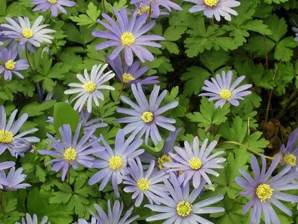 Ce a planta Anemone Ce a planta Anemone