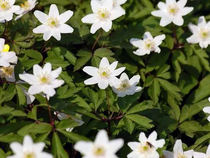 Ce a planta Anemone Ce a planta Anemone