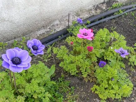 Ce a planta Anemone Ce a planta Anemone