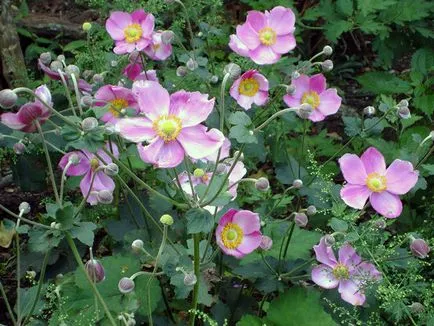 Ce a planta Anemone Ce a planta Anemone