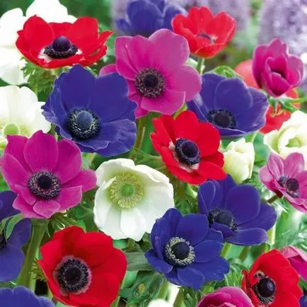 Ce a planta Anemone