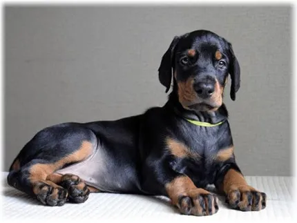 Ce Pinscher Ce Pinscher