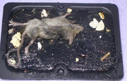 Cum să scapi de șoareci