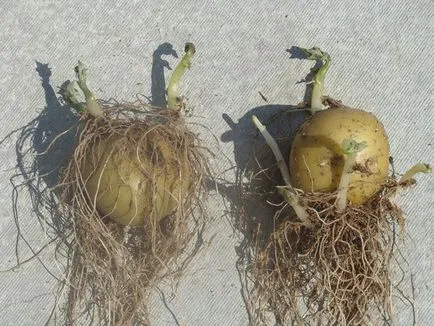 Cartofi cu varză Cartofi cu varză