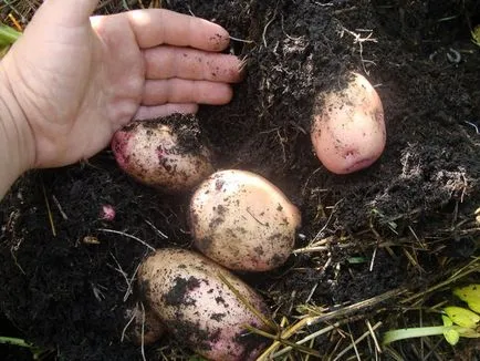 Cartofi cu varză Cartofi cu varză