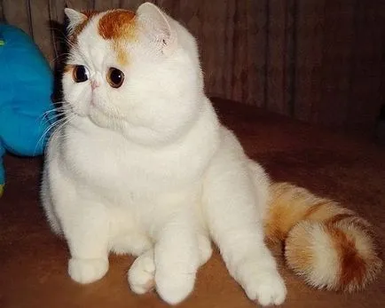 Rasa Shorthair exotice