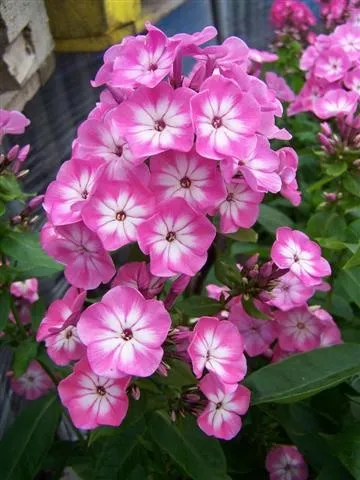 Ce a planta un Phlox