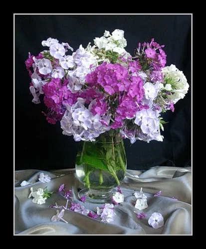 Ce a planta un Phlox